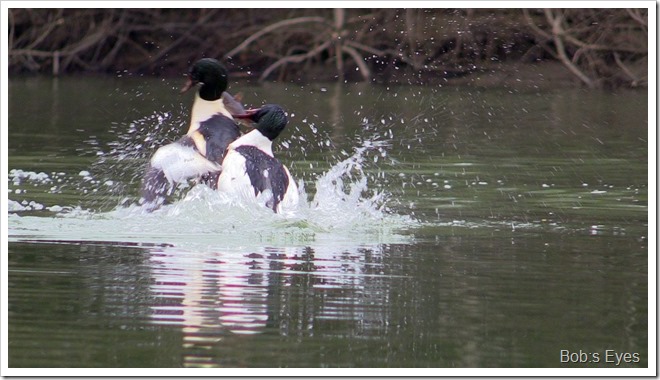 fishducks