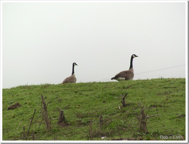 geese