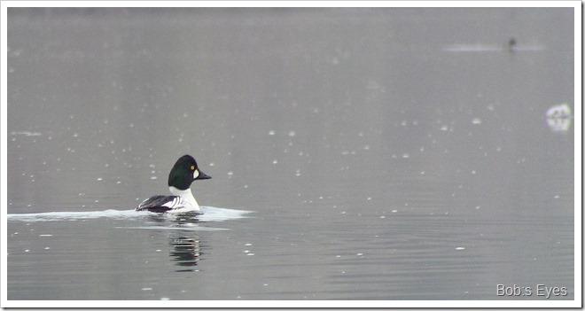 goldeneye