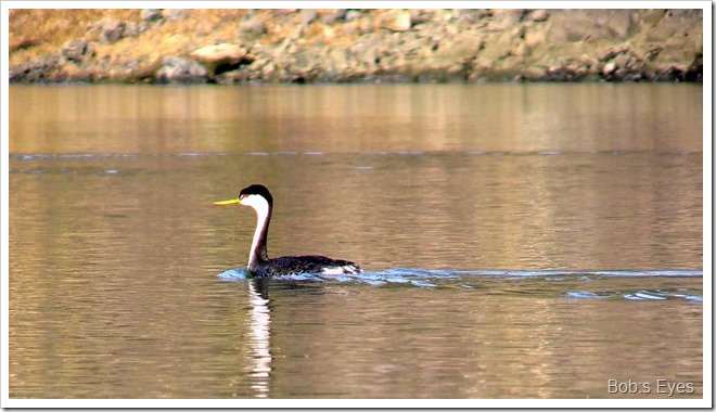 grebe