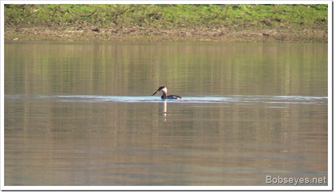 grebe