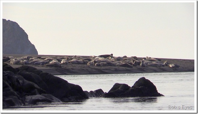 harborseals