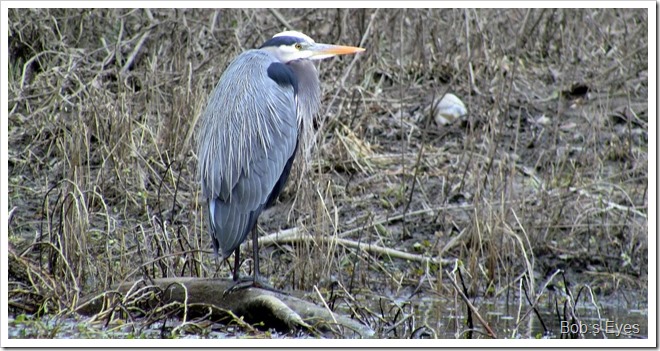 heron4