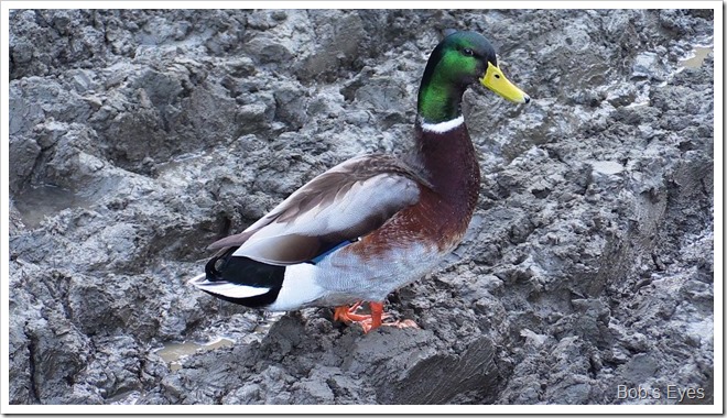 mallard