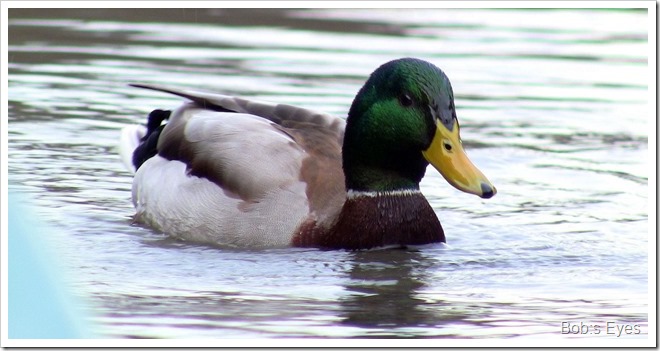 mallard