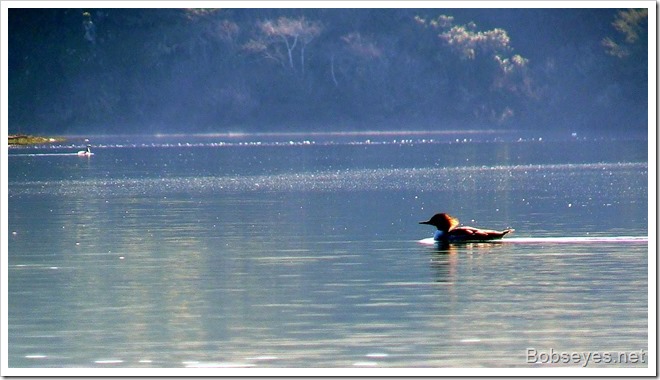 merganser