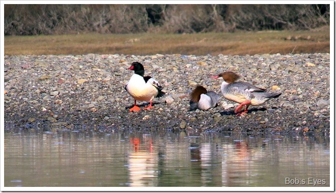 mergansers