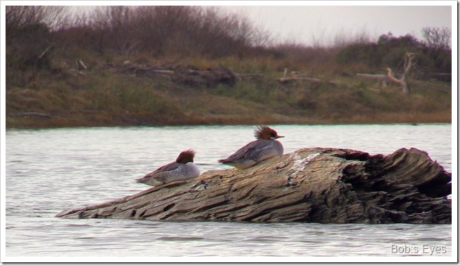 mergansers