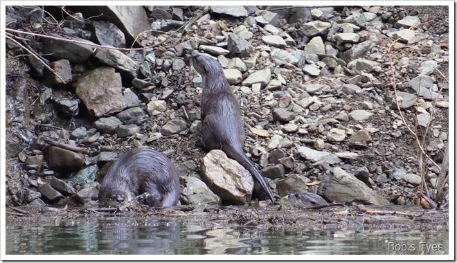 otters3