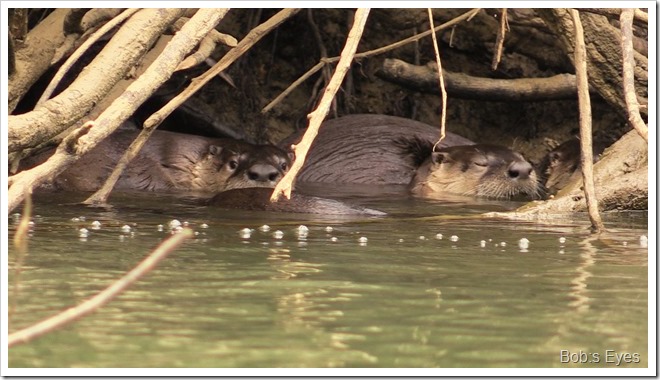 otters