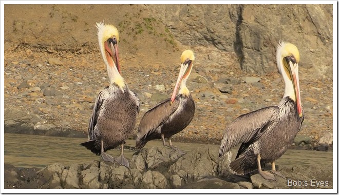 pelicans