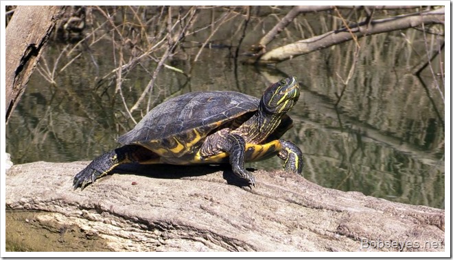 turtle5