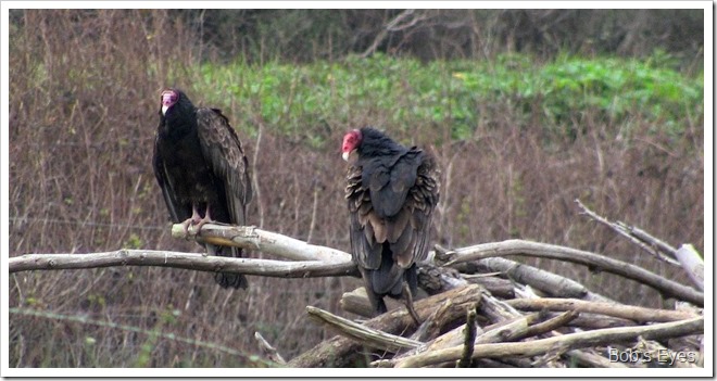 vultures