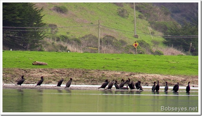 cormorants