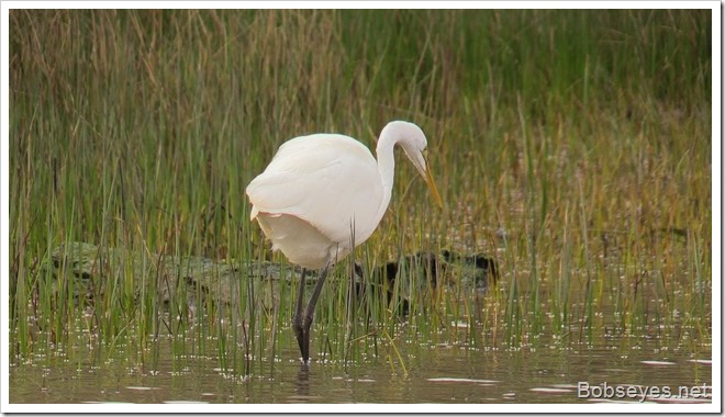 egret