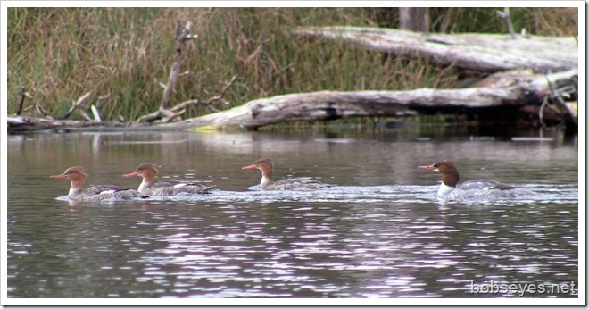 mergansers