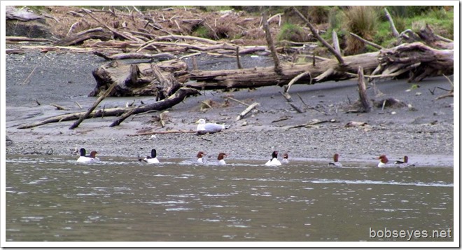 mergansers