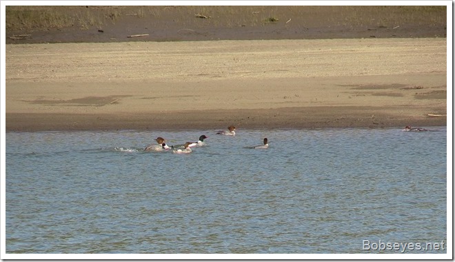 mergansers