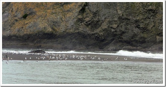 seagulls