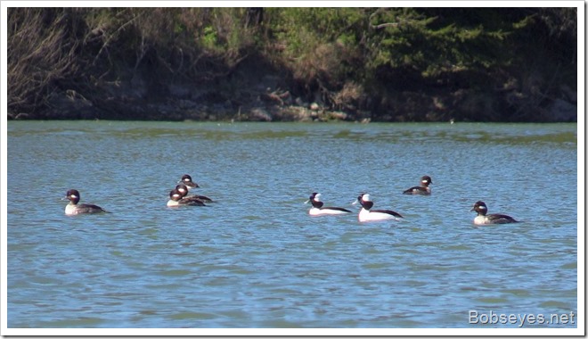 buffleheads