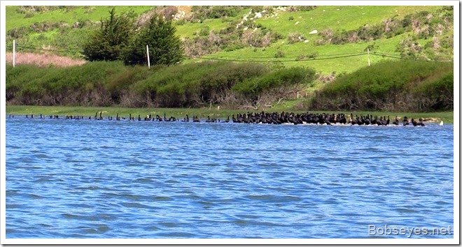 corfmorants
