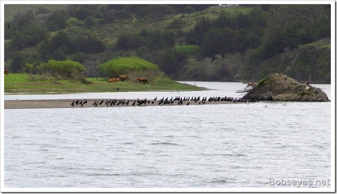 cormorant