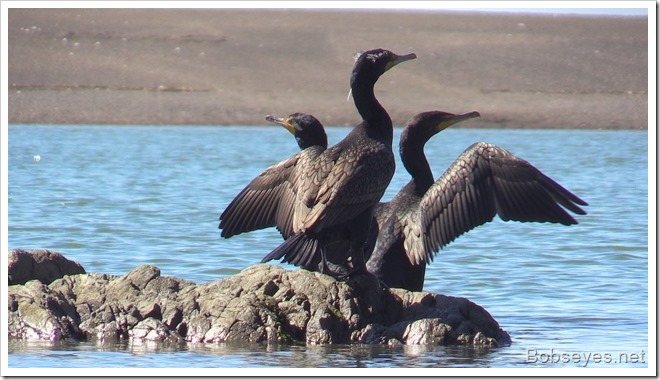 cormorants