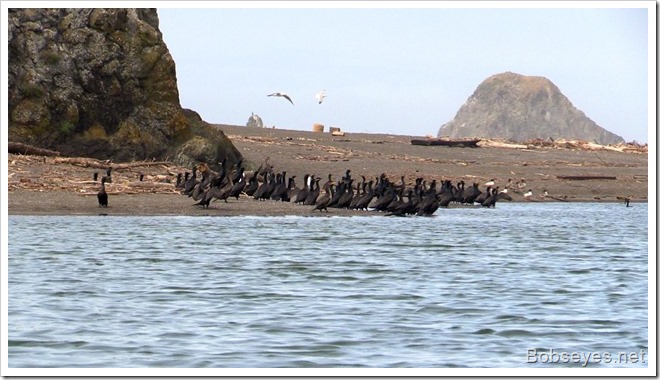 cormorants