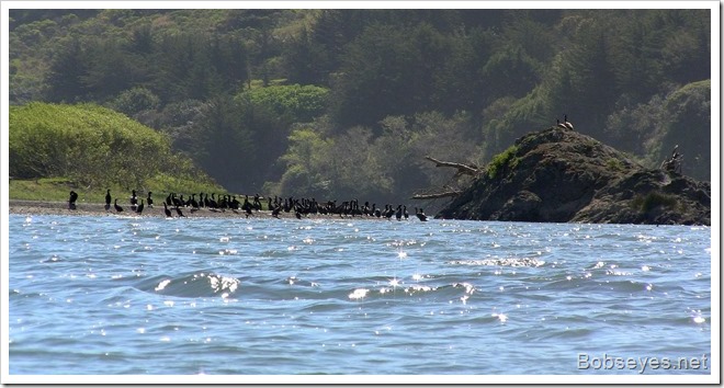 cormorants