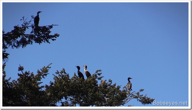 cormorants