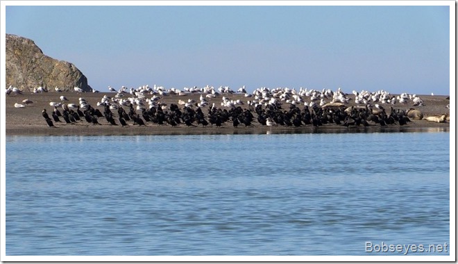 cormorants