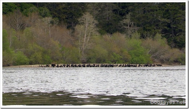 cormorants