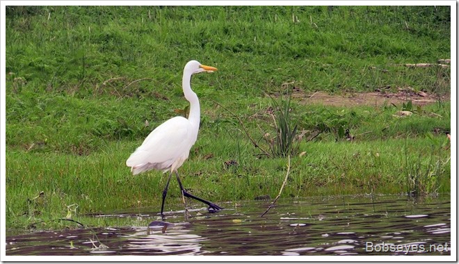 egret