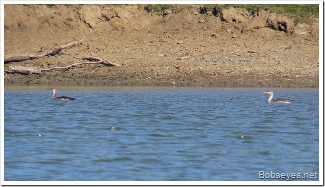 grebe