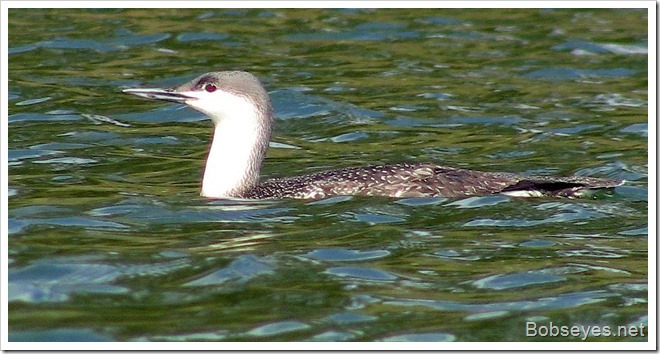 grebe