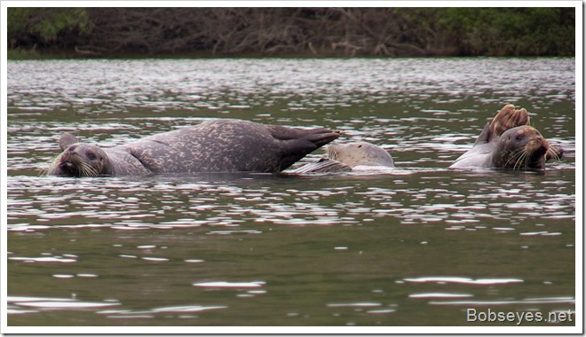 harborseals