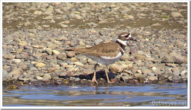 killdeer