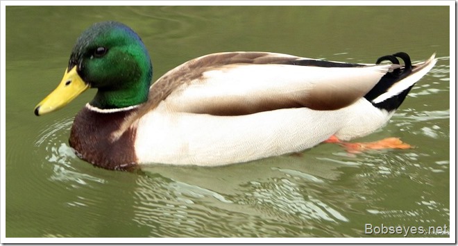 mallard