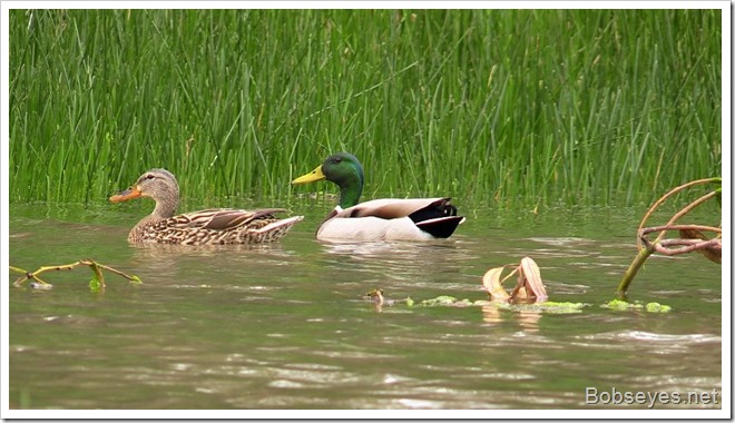 mallards