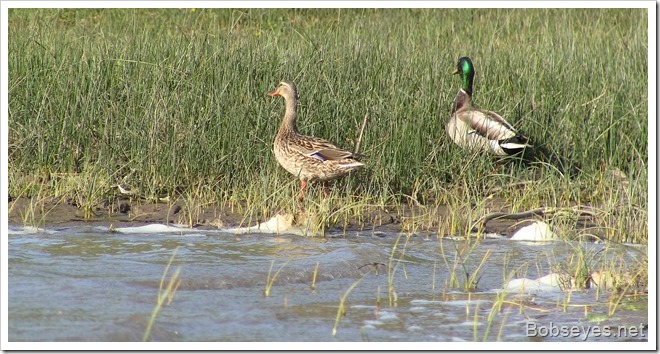 mallards