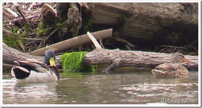 mallards