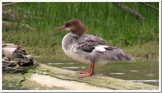 merganser