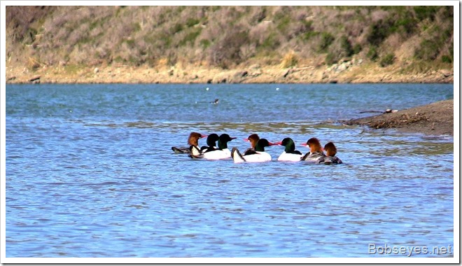 mergansers