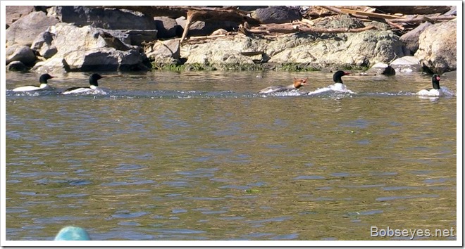 mergansers