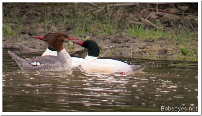 mergansers