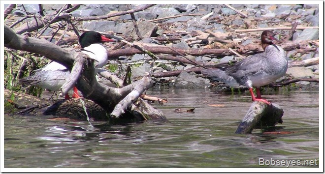 mergansers