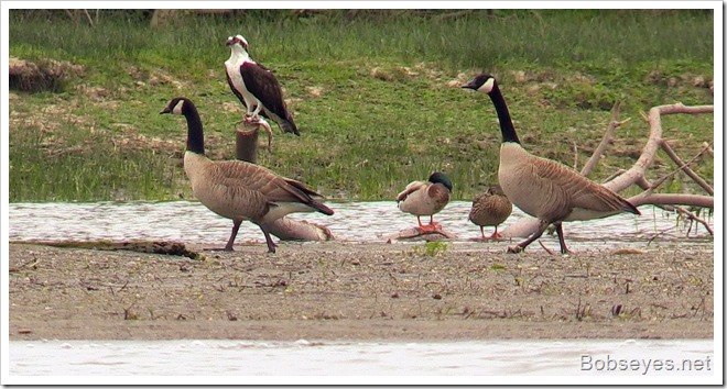 osprey3