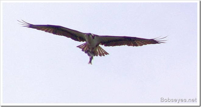 osprey