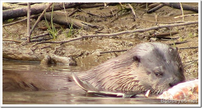 ottereatsbird