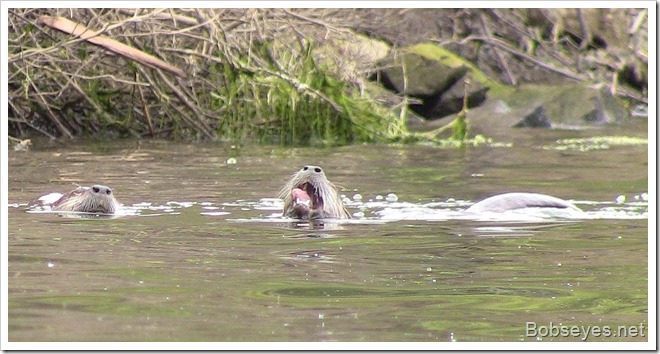 otters2